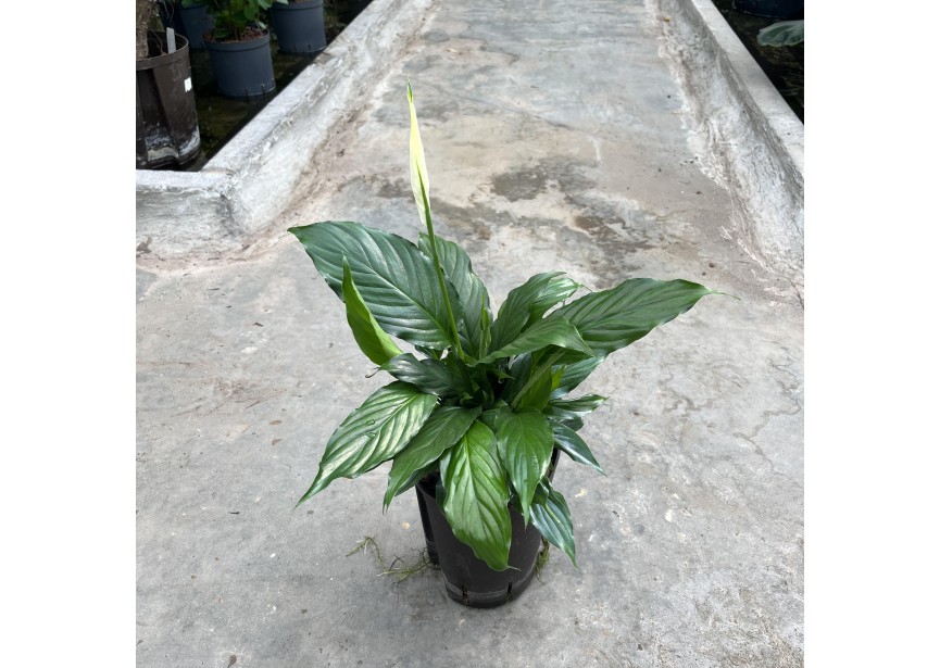 SPATHIPHYLLUM 15/19 H60