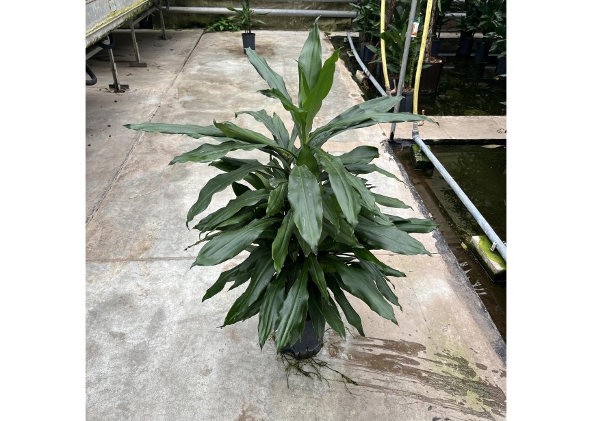 DRACAENA JANET LIND BRANCHED 18/19 H70
