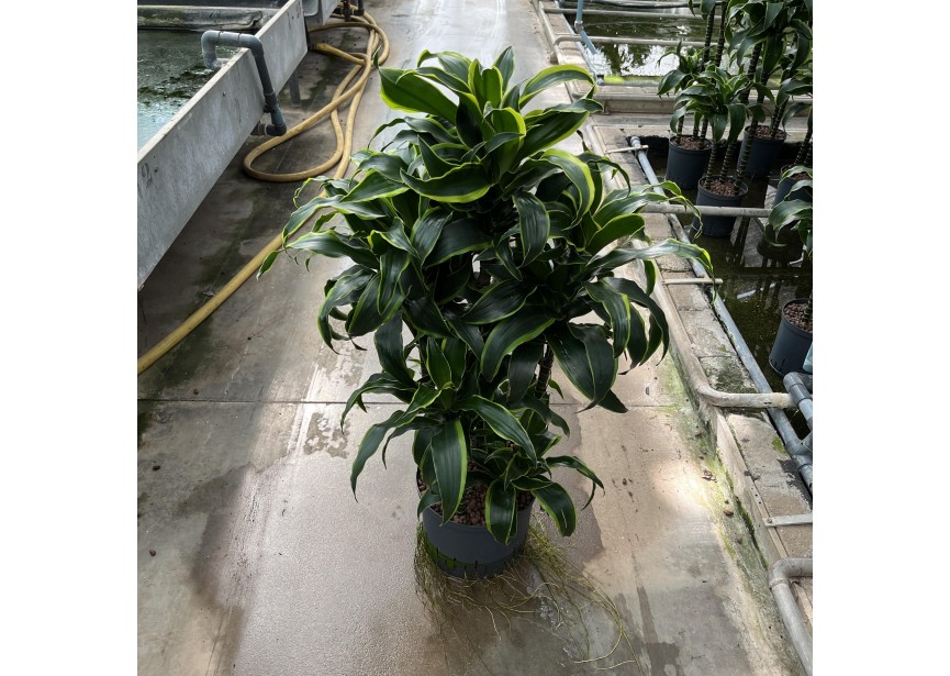 DRACAENA DORADO CARROUSEL 6TR 25/19 H100