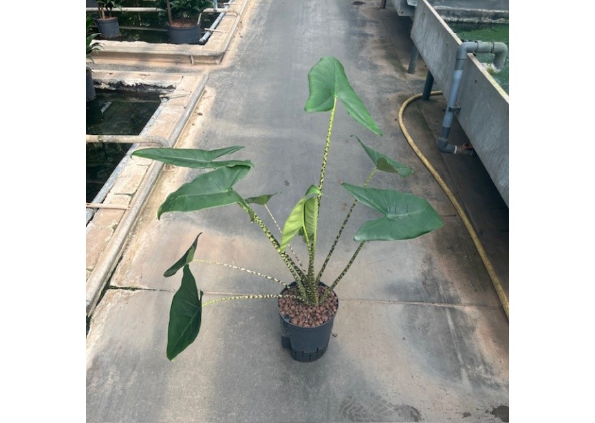 ALOCASIA ZEBRINA 18/19 H50